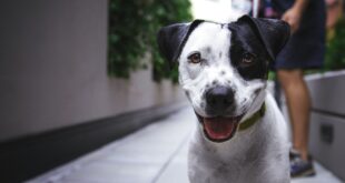 white and black American pit bull terrier at daytime photo