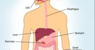 Facts About Digestive System