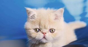 How to Choose the Perfect Cat Breed for Your Lifestyle