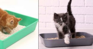 How to Train Your Cat to Use the Litter Box