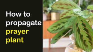 How to propagate prayer plant