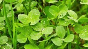 When to plant clover?